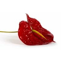 Anthurium